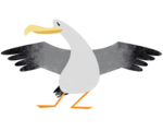 Möwe